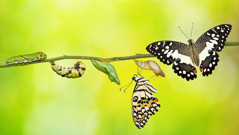 CAST Briefing 12: What do we know about transformational climate change mitigation?